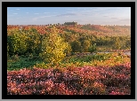 Wzgórza, Wrzosy, Wrzosowisko, Drzewa, Mgła, Poranek, Park Narodowy New Forest, Anglia