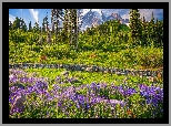 Park Narodowy Mount Rainier, Góry, Stratowulkan Mount Rainier, Drzewa, Łąka, Kwiaty, Sarny, Stan Waszyngton, Stany Zjednoczone