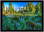 Park Narodowy Mount Rainier, Góry, Stratowulkan Mount Rainier, Drzewa, Świerki, Łąka, Kwiaty, Stan Waszyngton, Stany Zjednoczone