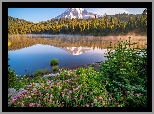 Park Narodowy Mount Rainier, Góry, Stratowulkan Mount Rainier, Drzewa, Świerki, Kwiaty, Jezioro, Odbicie, Stan Waszyngton, Stany Zjednoczone