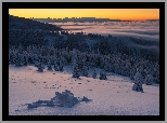 Polska, Góry, Tatry, Zima, Śnieg, Las, Ośnieżone, Drzewa, Mgła, Poranek