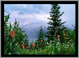 Stany Zjednoczone, Waszyngton, Park Narodowy Mount Rainier, Łąka, Kwiaty, Drzewa, Mgła