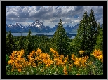 Stany Zjednoczone, Park Narodowy Grand Teton, Góry Teton Range, Drzewa, Las, Łąka, Kwiaty, Balsamorhiza