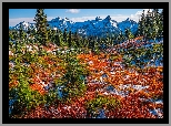 Park Narodowy Mount Rainier, Góry, Tatoosh Range, Łąka, Jesień, Roślinność, Drzewa, Śnieg, Stan Waszyngton, Stany Zjednoczone