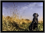 Labrador Retriever, Trawa