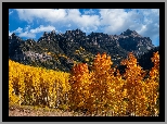 Stany Zjednoczone, Kolorado, Przełęcz, Owl Creek, Góry, San Juan Mountains, Pożółkłe, Drzewa, Topole, Osiki, Jesień