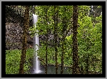 Stany Zjednoczone, Oregon, Park stanowy, Silver Falls State Park, Wodospad South Falls, Omszałe, Drzewa