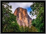 Stany Zjednoczone, Kalifornia, Park Narodowy Yosemite, Góra, El Capitan, Drzewa