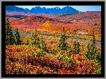 Stany Zjednoczone, Alaska, Park Narodowy Denali, Góry, Jesień, Drzewa, Droga