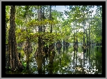 Stany Zjednoczone, Teksas, Jezioro, Caddo Lake, Drzewa, Cyprysy bagienne