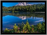 Stany Zjednoczone, Stan Waszyngton, Park Narodowy Mount Rainier, Góry, Jezioro, Reflection Lake, Kwiaty, Drzewa, Odbicie