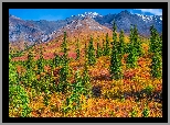 Stany Zjednoczone, Alaska, Park Narodowy Denali, Góry, Jesień, Drzewa