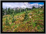 Stany Zjednoczone, Stan Waszyngton, Park Narodowy Mount Rainier, Góry, Łąka, Kwiaty, Drzewa, Mgła