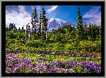 Stany Zjednoczone, Stan Waszyngton, Park Narodowy Mount Rainier, Góry, Drzewa, Łąka, Kwiaty, Łubin