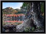 Góry, Jezioro, Kolorowe, Drzewa, Odbicie, Kamień, Głaz, Stare, Drzewo, Park Narodowy Acadia, Maine, Stany Zjednoczone