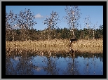 Jesień, Szuwary, Domek, Drzewa, Jezioro