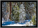 Zima, Las, Ośnieżone, Drzewa, Sekwoje, General Grant Grove, Park Narodowy King Canyon, Kalifornia, Stany Zjednoczone