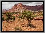 Góry, Skały, Park Narodowy Capitol Reef, Drzewa, Utah, Stany Zjednoczone