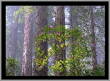 Park Narodowy Redwood, Las, Drzewa, Różanecznik, Kalifornia, Stany Zjednoczone