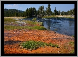 Drzewa, Las, Rzeka, Trawy, Park Narodowy Yellowstone, Stany Zjednoczone